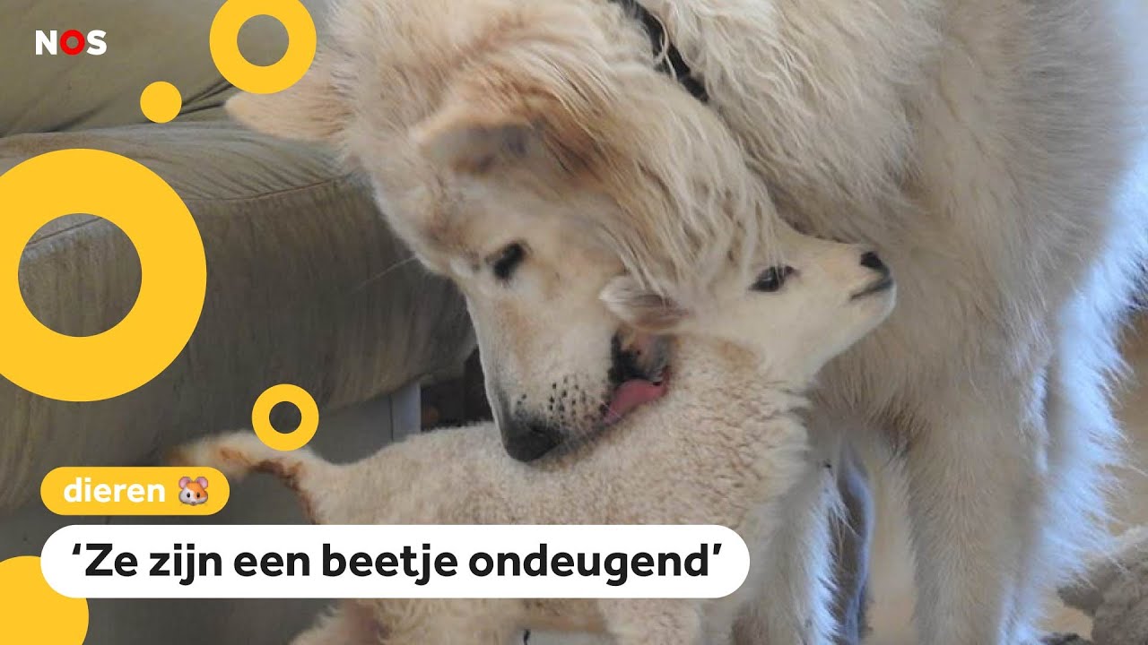 Deze familie heeft lammetjes in huis wonen