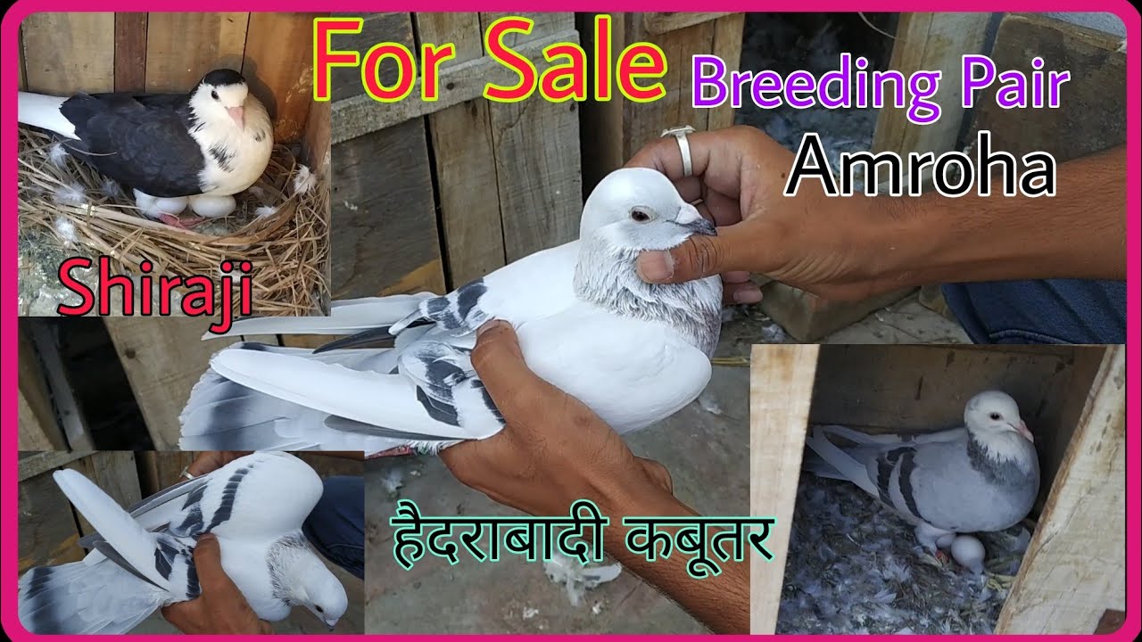For sale Breeding pair Hyderabadi kabootar ke jode Amroha. Faiyyaz bhai Mob...9870825504