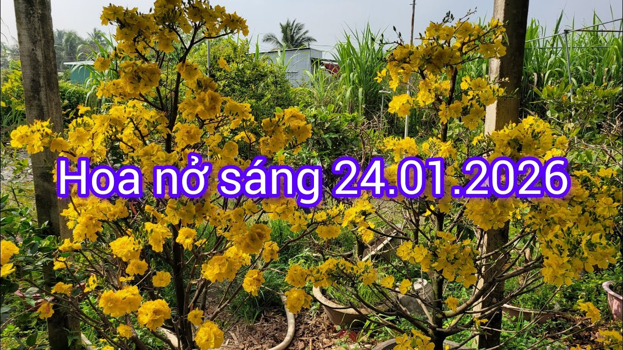 Hoa nở sau 22 ngày lặt lá