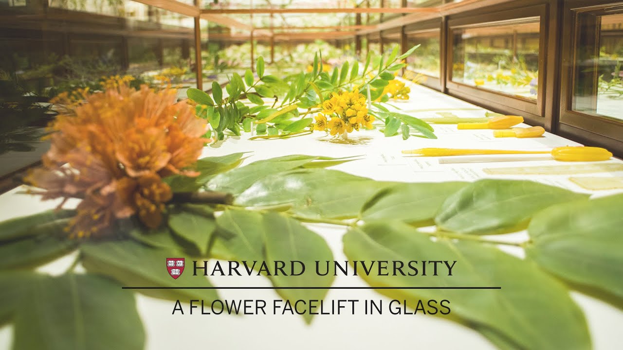 Harvard restores its famed Glass Flowers