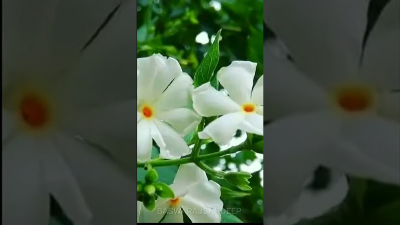 Do you know the secret of Parijatam leaf juice? Then watch this video | #shorts #trending #viral