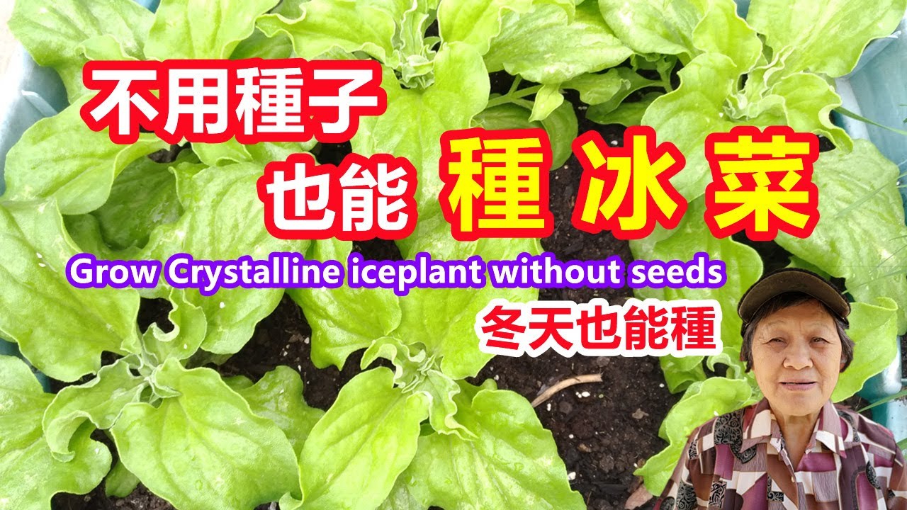 冰菜不用種子也能種，冬天如何種冰菜？冰菜種植全過程，從育苗，生長到採收種子 Grow Crystalline iceplant without seeds\Mars Hydro