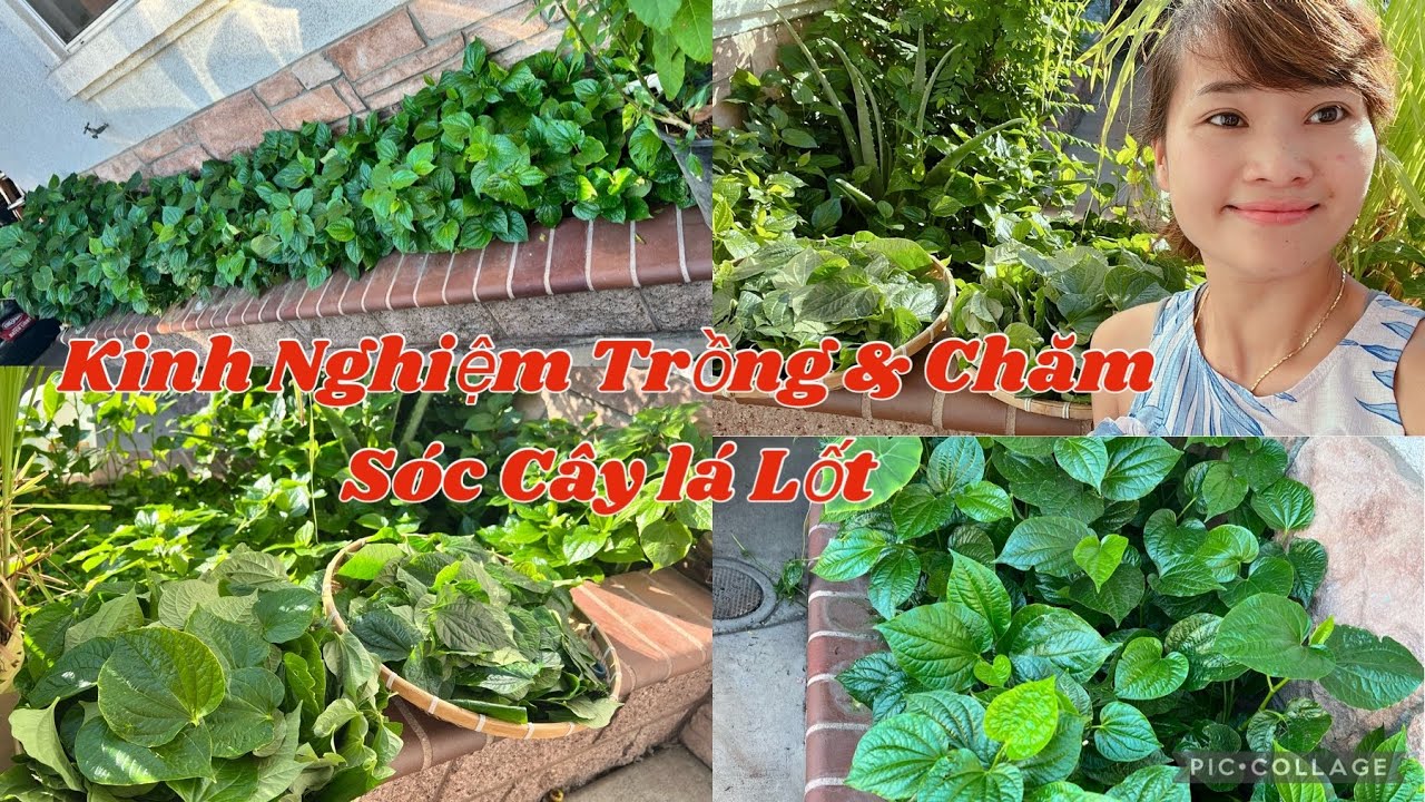 Thu hoạch Lá Lốt, Chia Sẻ Kinh Nghiệm Trồng Lá Lốt Ở Mỹ Và Khu Vườn Cây Trái Trước Nhà