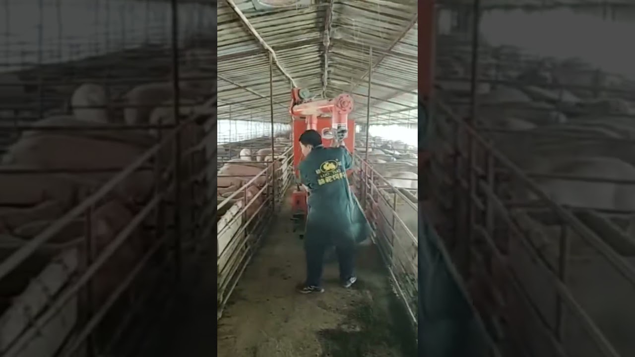 Pig restraint equipment Breeding automatic feeding tricycle