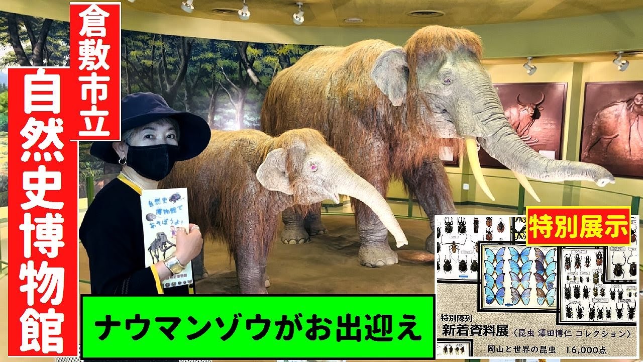 「倉敷市立自然史博物館」（岡山）ナウマンゾウがお出迎え Kurashiki Museum of Natural Histry Naumann Elephant OKAYAMA TANBE CH,