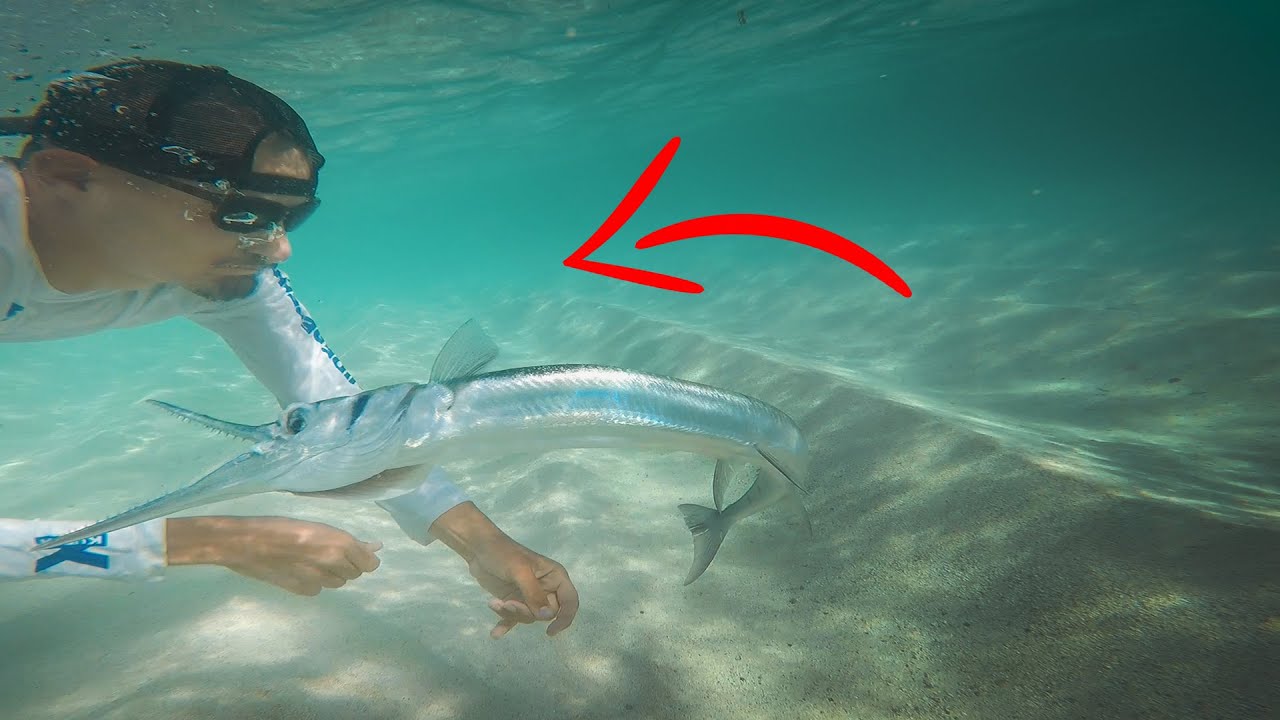 Ce poisson MORD le pêcheur qui l'a capturé !