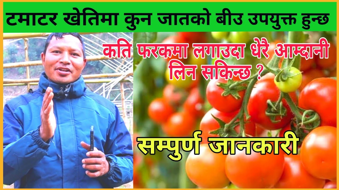 टमाटर खेतिको लागि कुन जातको बीउ उपयुक्त हुन्छ र कति फरकमा लगाउदा धेरै आम्दानी लिन सकिन्छ ?