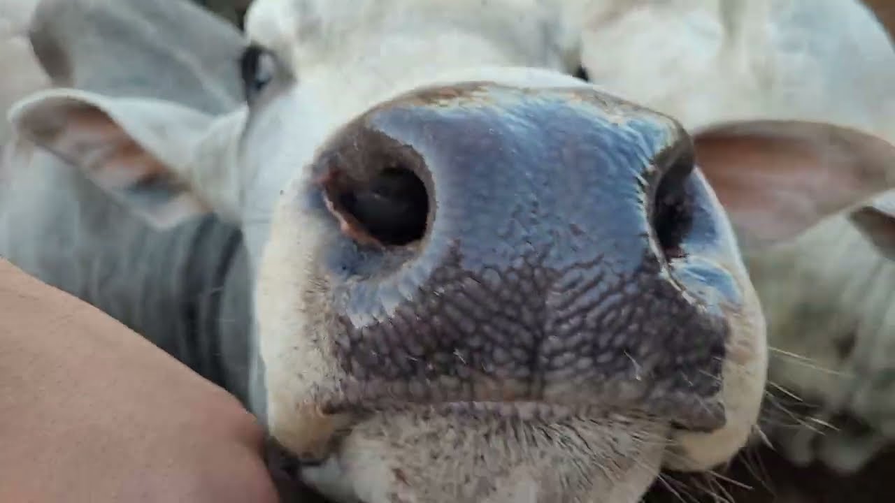 HORA DE EMBARCAR A BOIADA ACIMA DE 600KG- Manejo e cautela