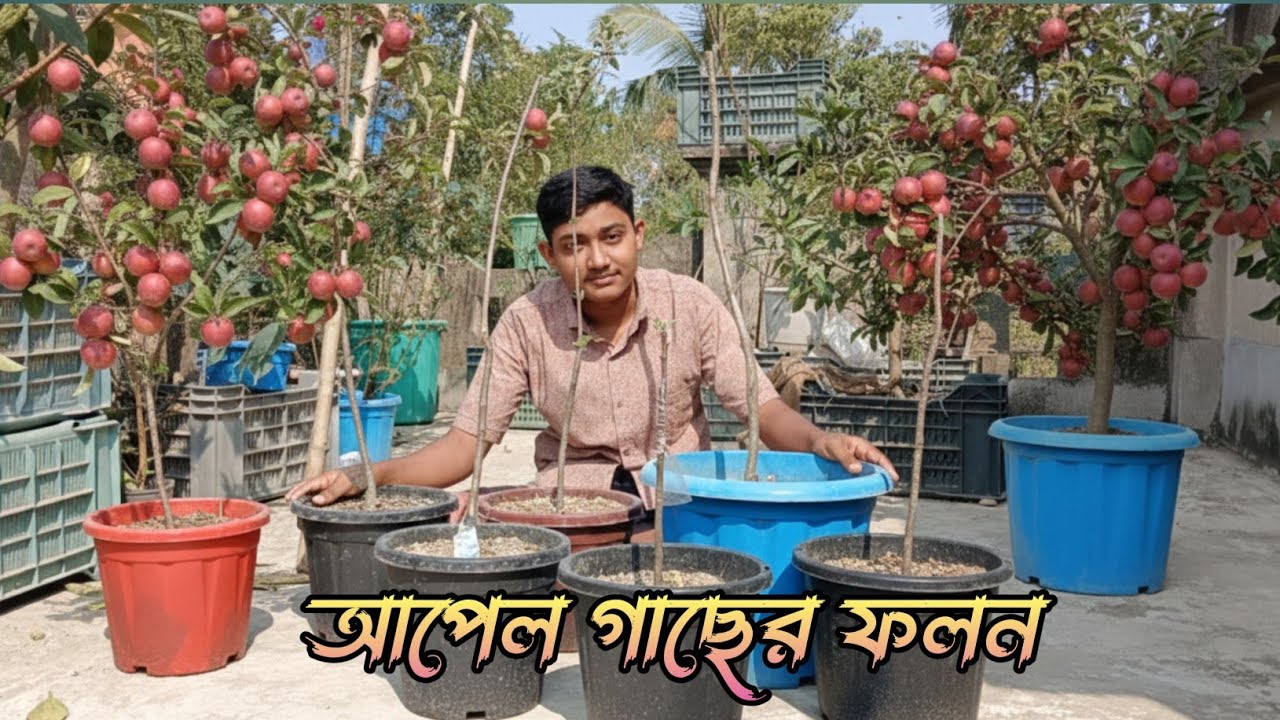 আপেল গাছের ফলন || আপেল গাছ নিয়ে আসার পর পরিচর্চা || #shibuvlogoffcial