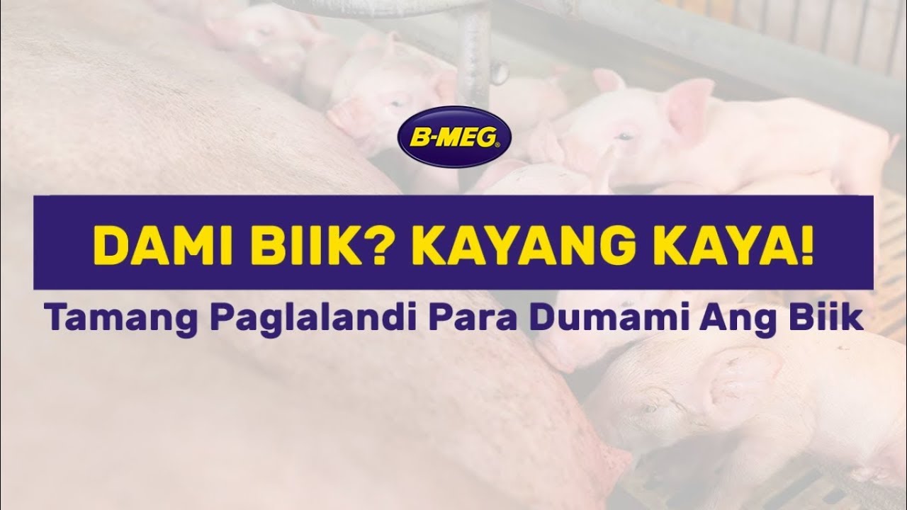 Tamang paglalandi para dumami ang biik
