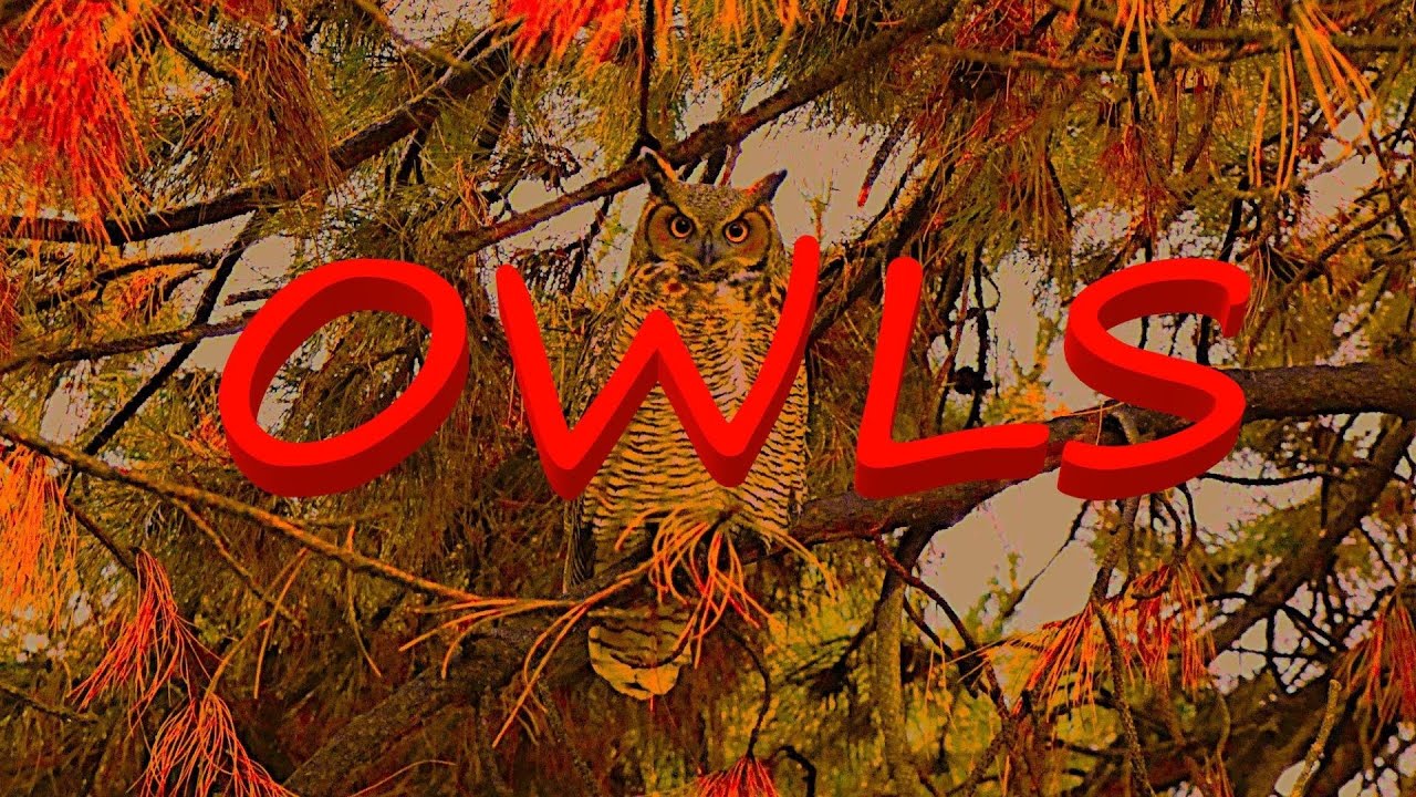 Owls