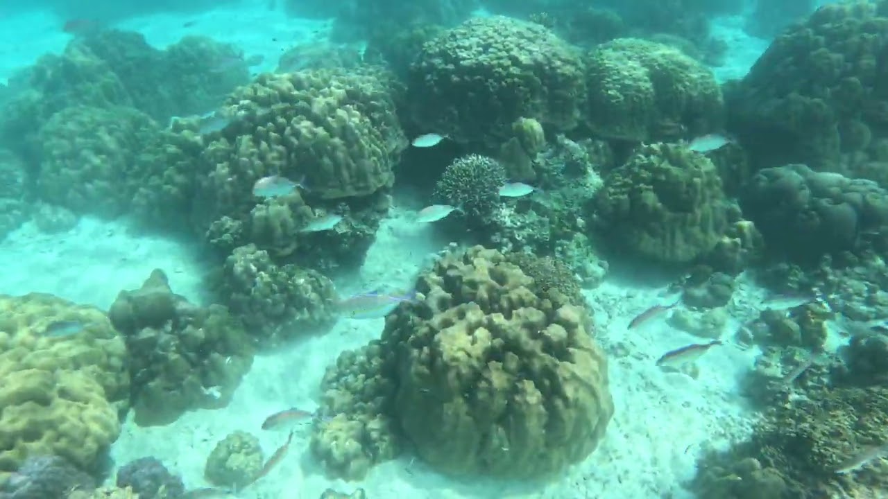 Surin Snorkling 2
