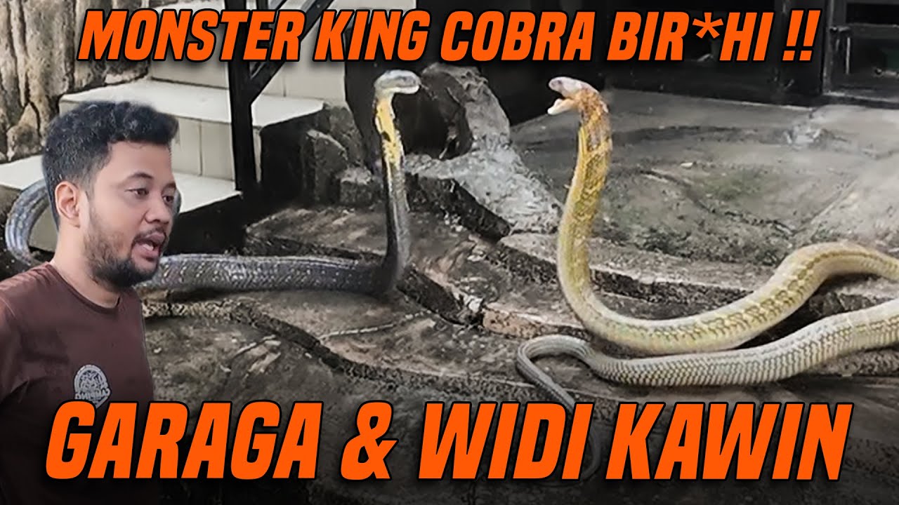 GABUNGIN KING COBRA MONSTER GARAGA SAMA WIDI!! PANJI HAMPIR JADI KORBAN