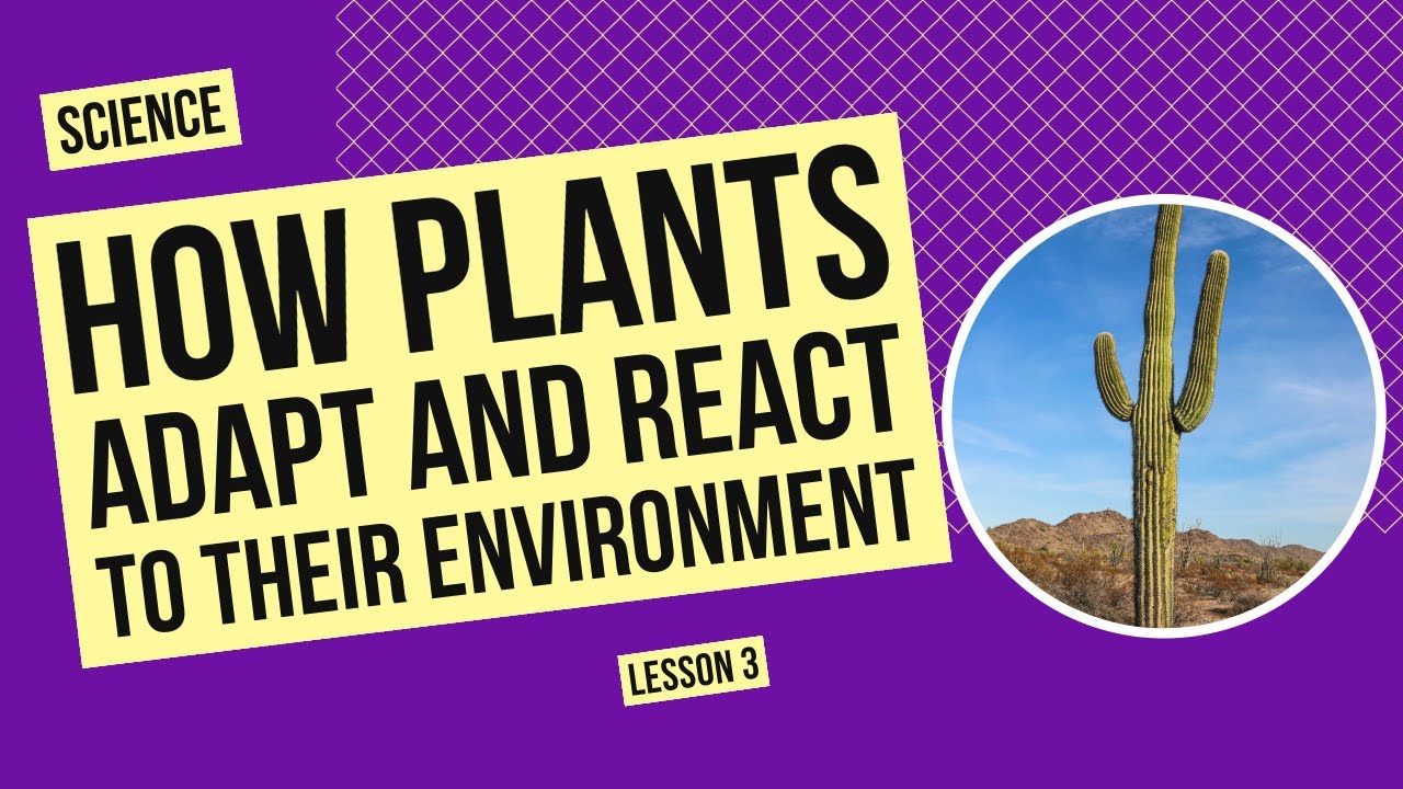 How Plants Adapt and React to Their Environment | Science Lesson