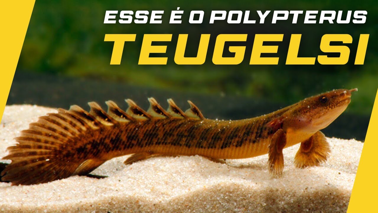 POLYPTERUS TEUGELSI: UMA DAS ESPÉCIES MAIS INCRÍVEL DE POLYPTERUS!