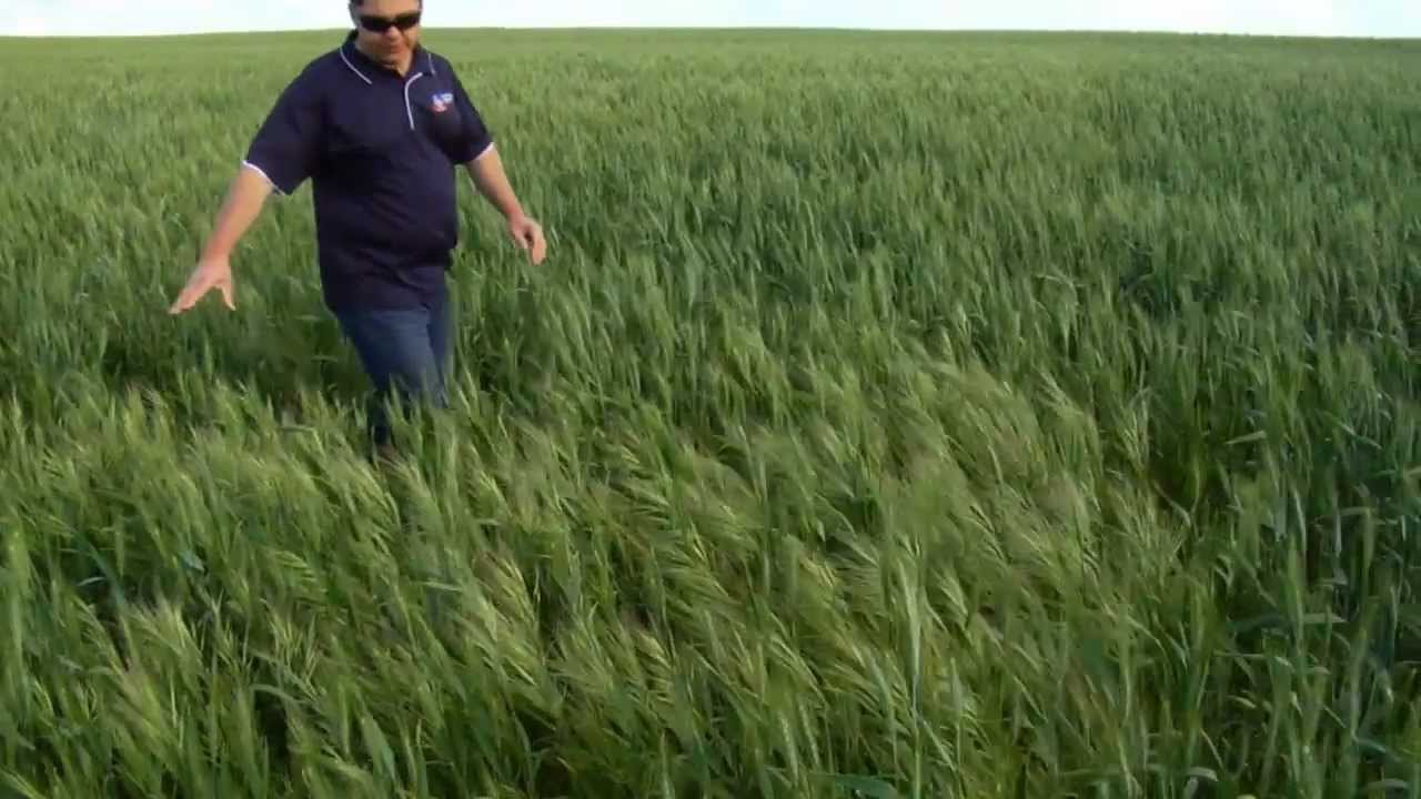 Brome grass management in cereal crops