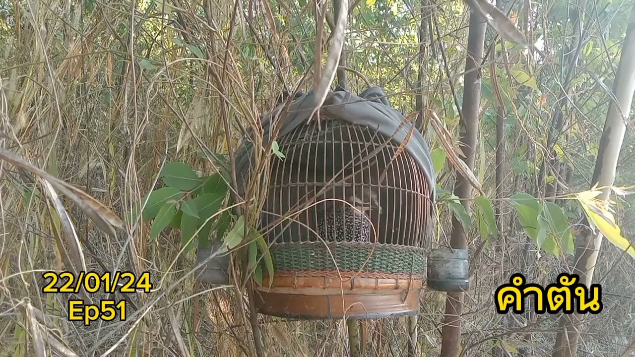 นกกระทาทุ่ง 
