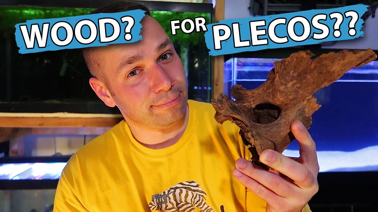 DO BRISTLENOSE PLECOS NEED WOOD??
