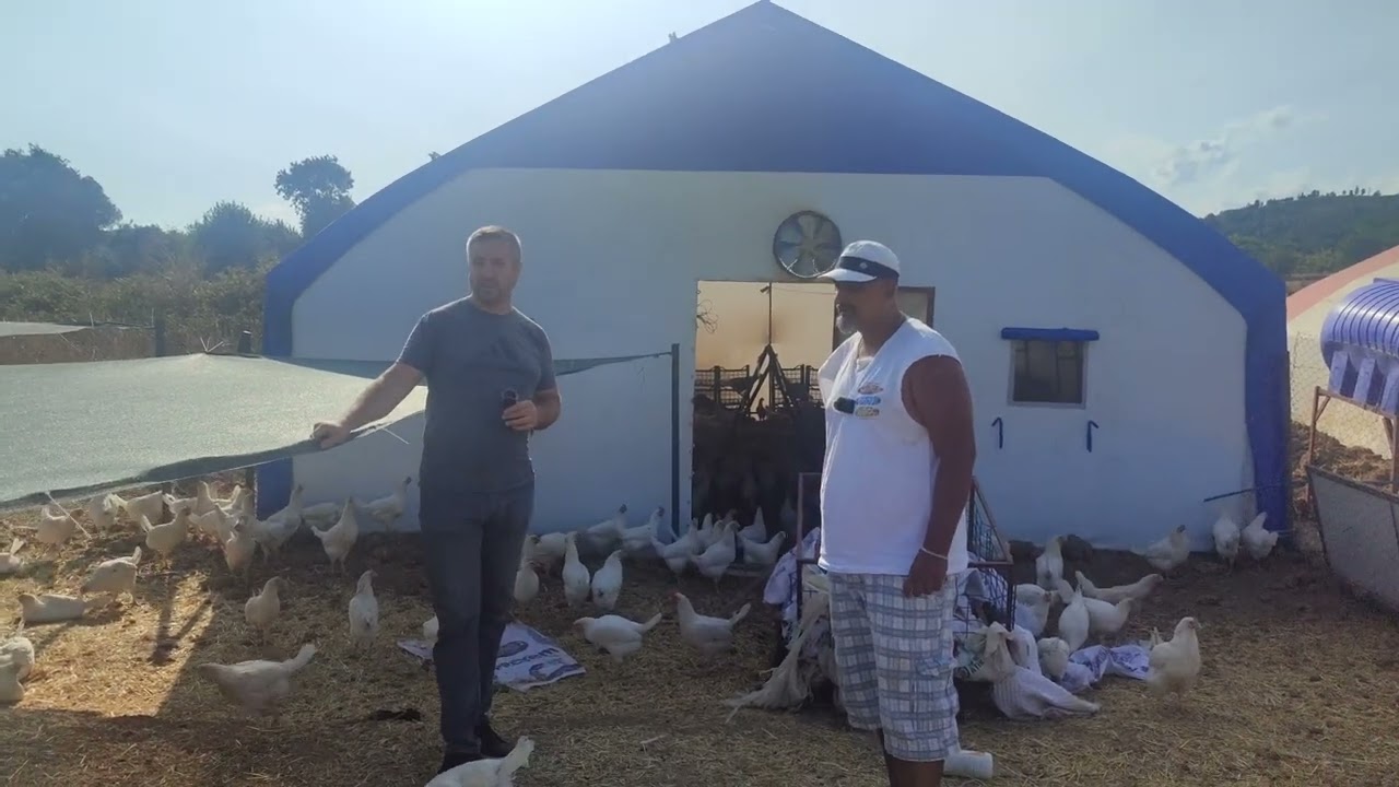 500 ADET SENDY TAVUK 7*10 MAKASLI SİSTEM TAVUK ÇADIRI. 215.000TL KENDİ ÇİFTLİĞİNİ KURDU.