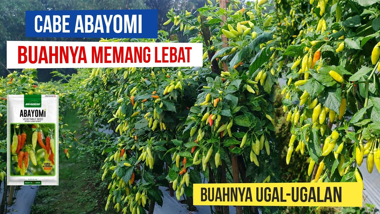 TERNYATA..!! CABE RAWIT ABAYOMI BUAHNYA MEMANG LEBAT | BOOSTER BUAH CABE