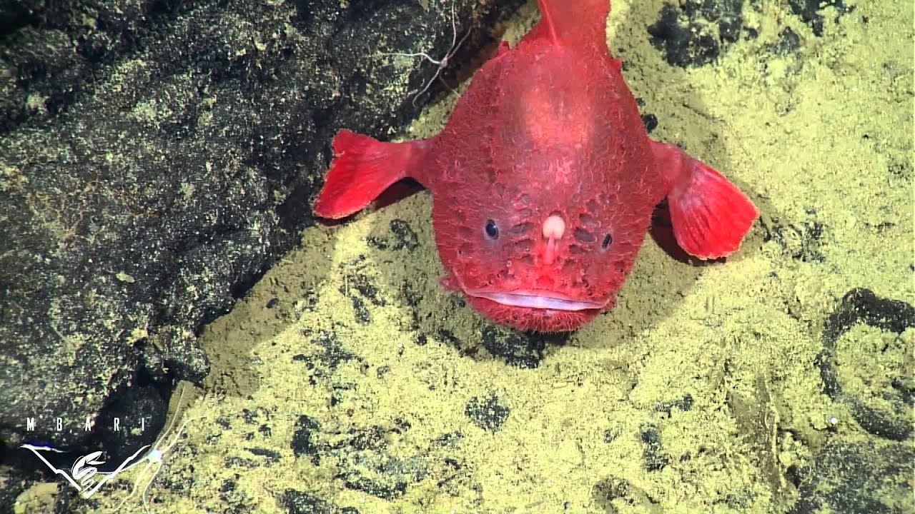 Fishing in the deep: observations of a deep-sea anglerfish
