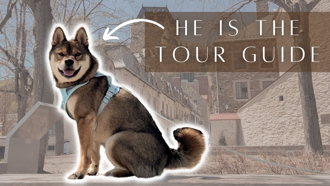 VLOG ☀️🐕 SHIBA INU visits QUEBEC CITY