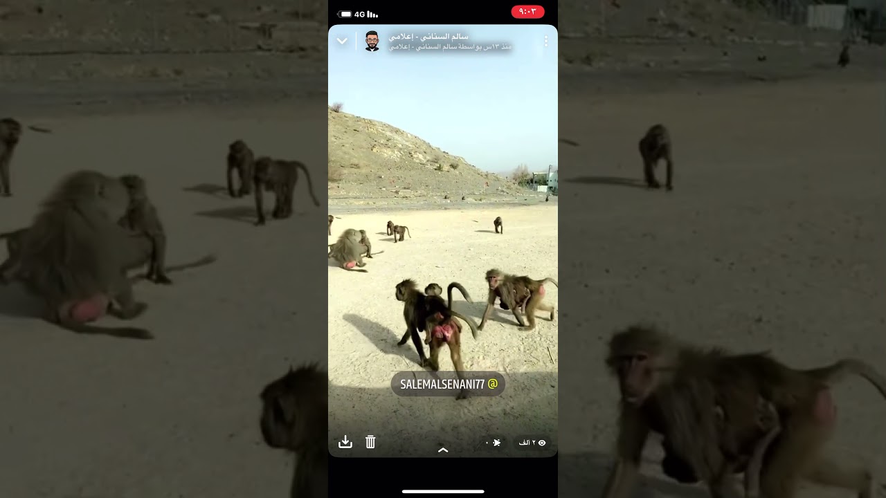 القرود تخطف جرو الكلاب حتى يكبر ويصبح حارس لها