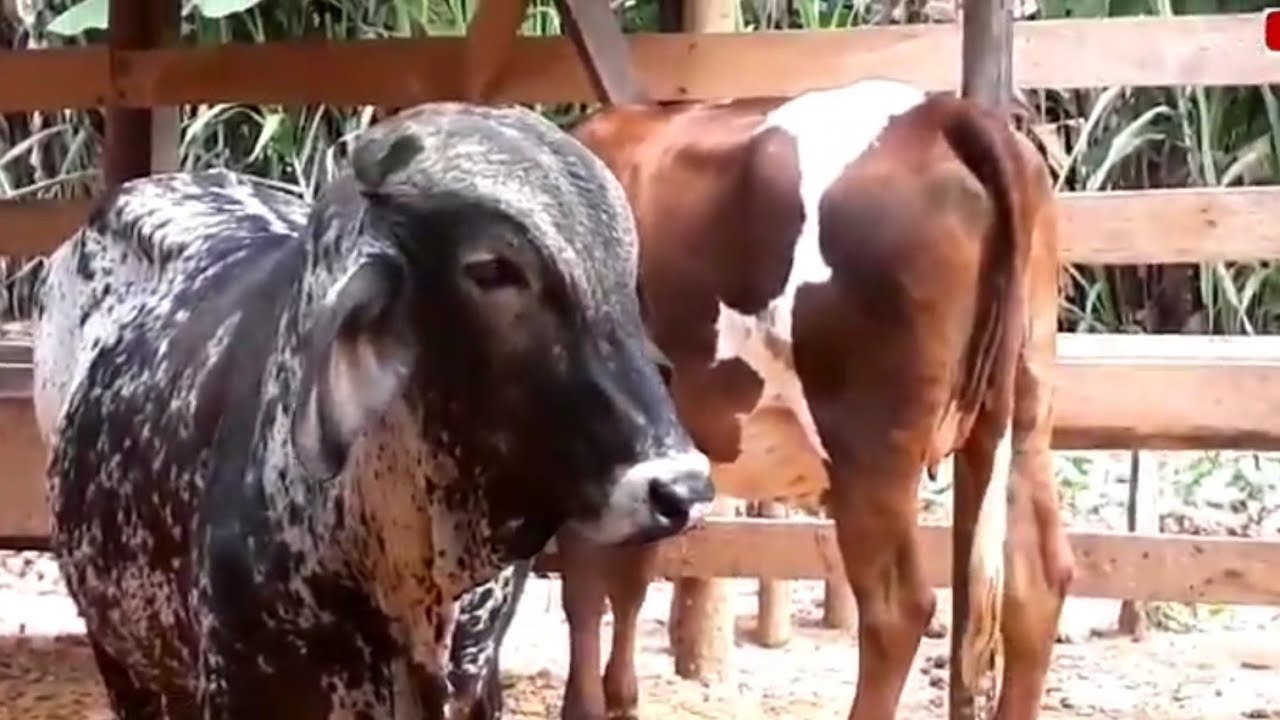Boi berrando e vaca mugindo