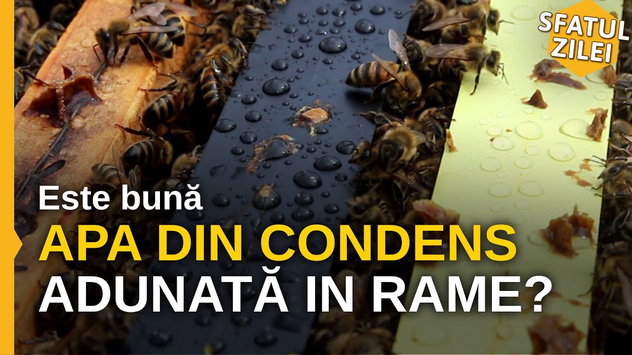 Este buna apa din condens adunata in rame?