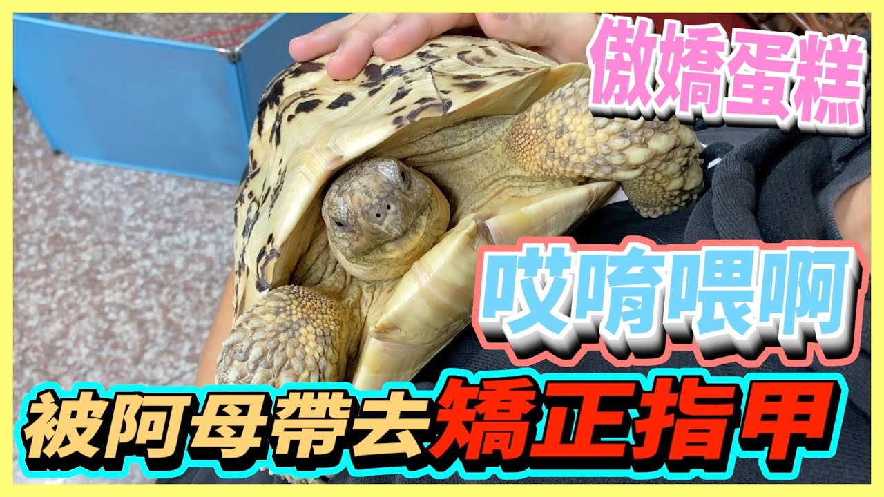 【豹龜】東非肯亞豹紋陸龜日常生活202~傲嬌蛋糕哎唷喂啊被阿母帶去矯正指甲~