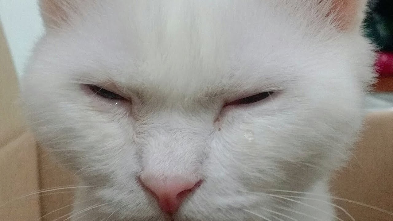 영원히 막내이고 싶었던 고양이의 눈물....💦