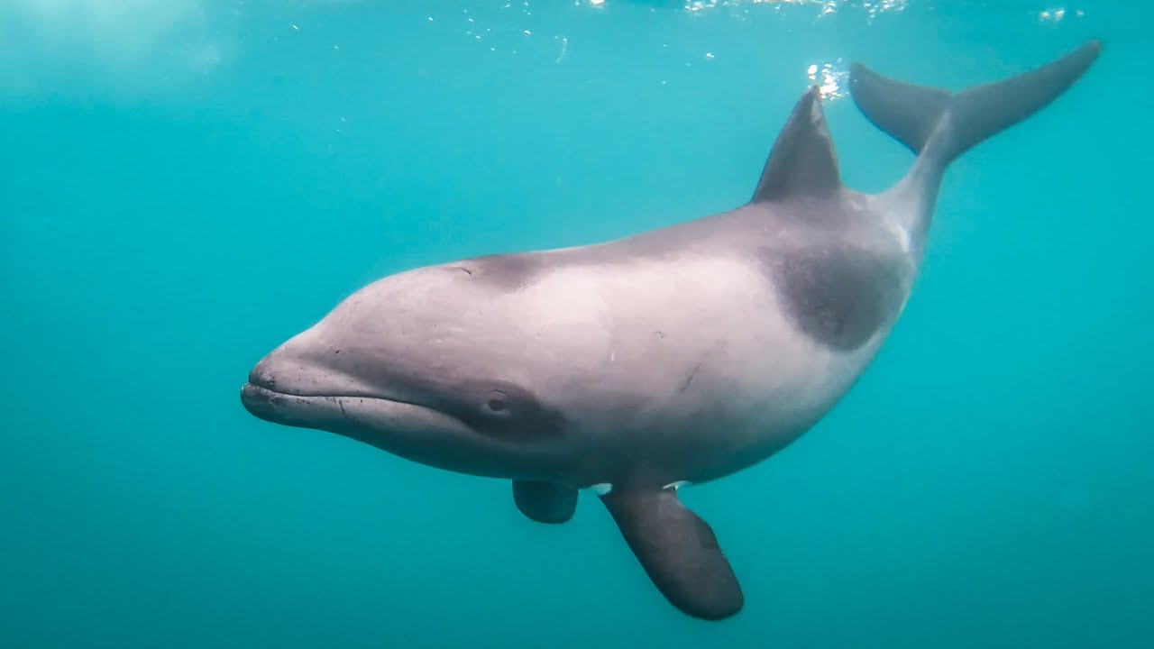 CAPE TOWN'S AMAZING DOLPHINS!