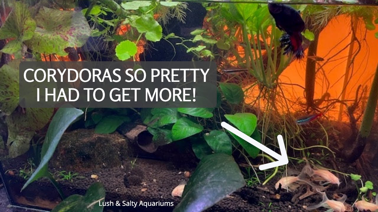 My Most Beautiful Corydora is one of the Most Common!