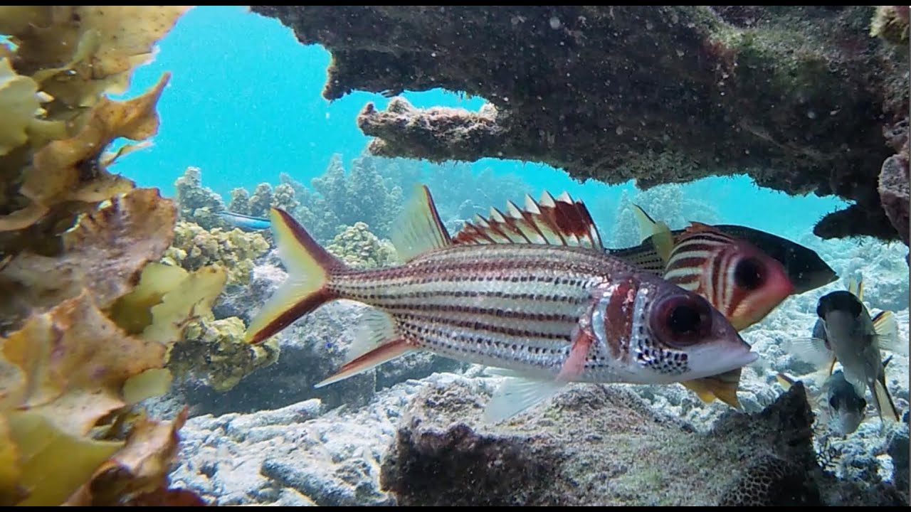 Kempinski Seychelles  Resort - Snorkelling