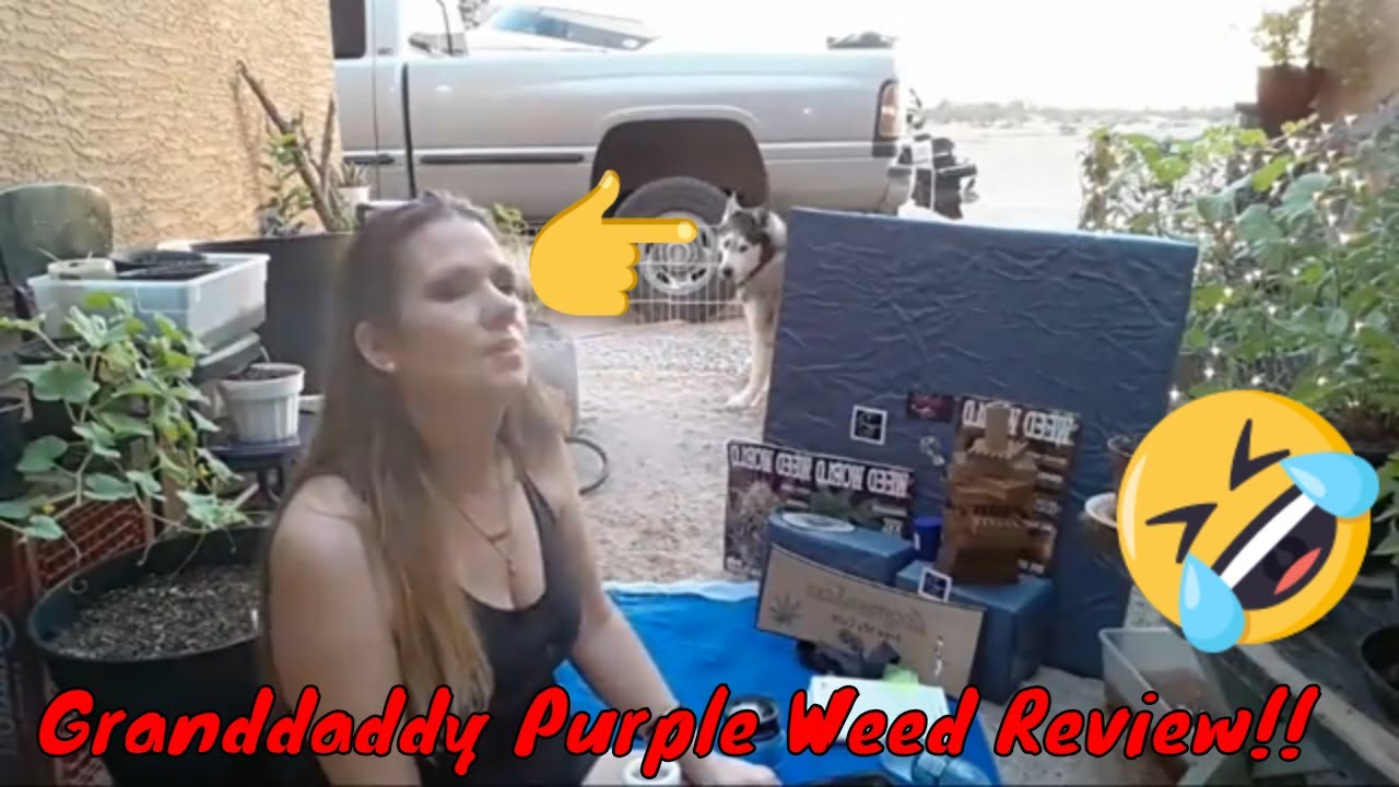 Grandaddy Purple Strain Review From @WAM