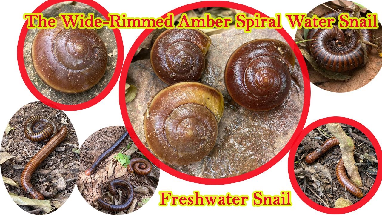 The Wide Rimmed Amber Spiral Water Snail