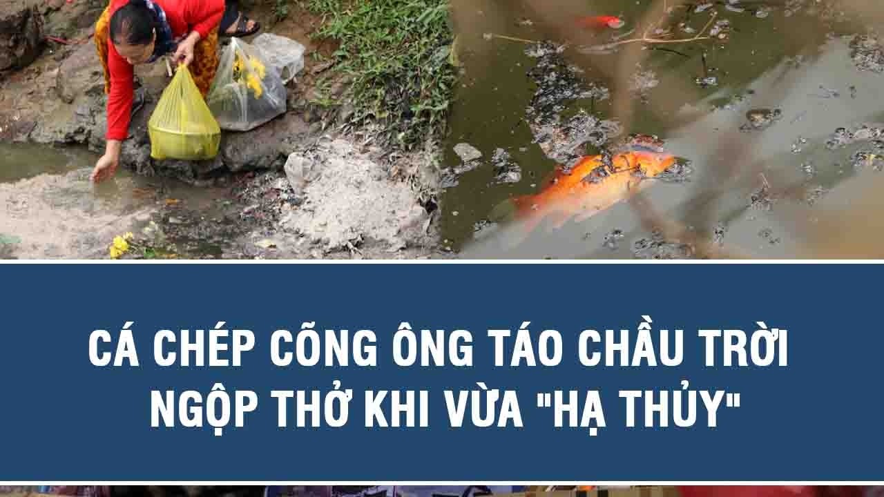 Cá chép cõng ông Táo chầu trời ngộp thở khi vừa 