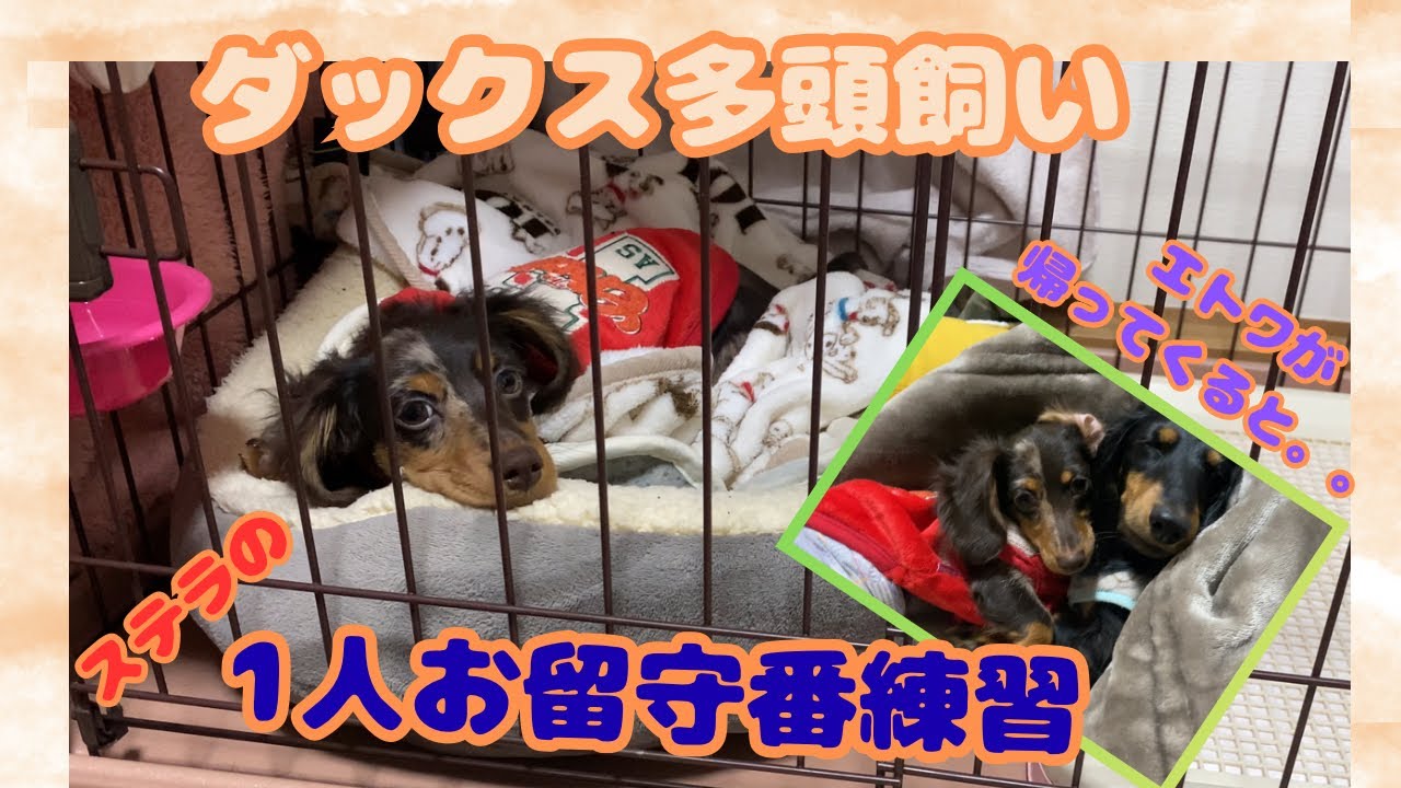 【エトワとステラ】ダックス多頭飼い　ステラの1人留守番練習　その後のエトワとのベッタリ