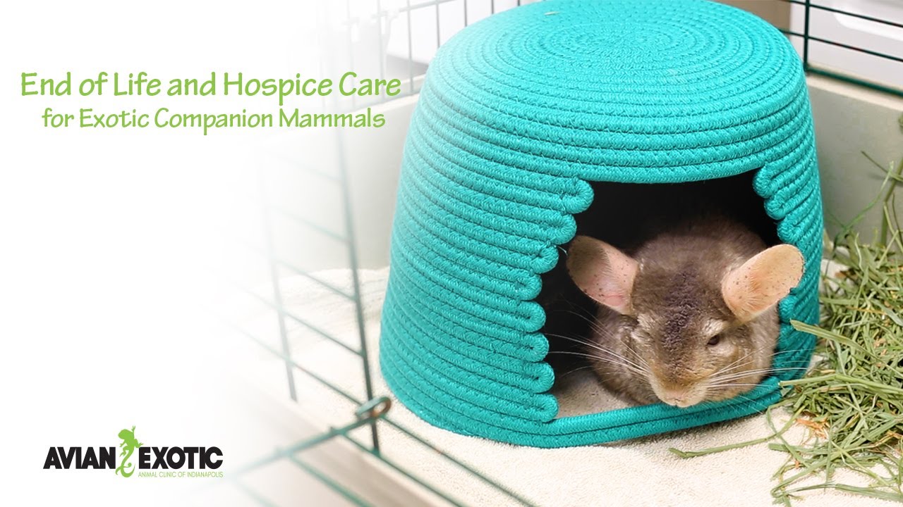 Hospice and End of Life Care for Exotic Companion Mammals