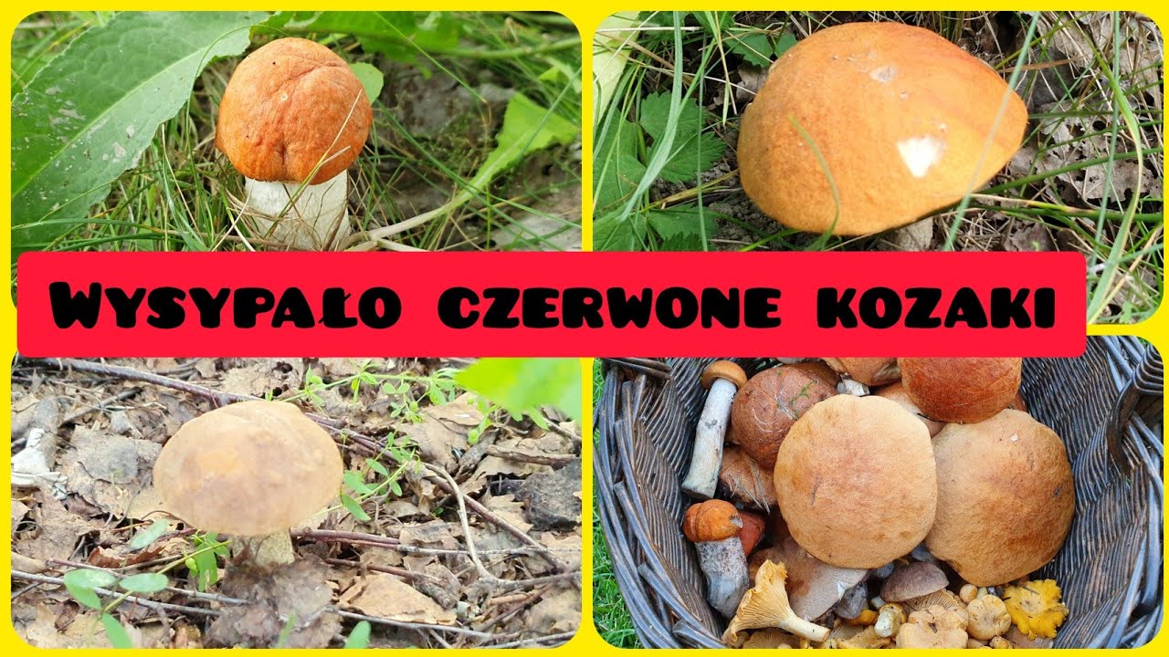GRZYBY 2020.07.13....Czerwone kozaki wysypały....