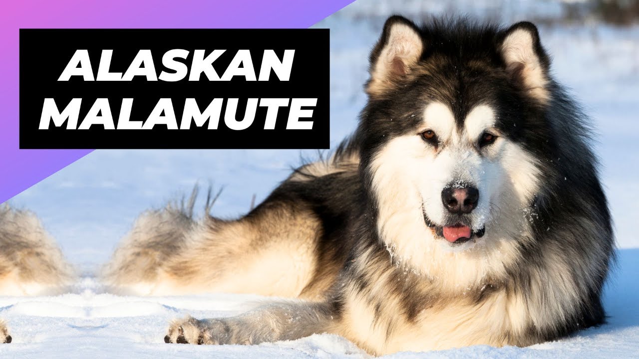Alaskan Malamute 🐶 The Fluffiest Snow Dog You'll Ever Meet!