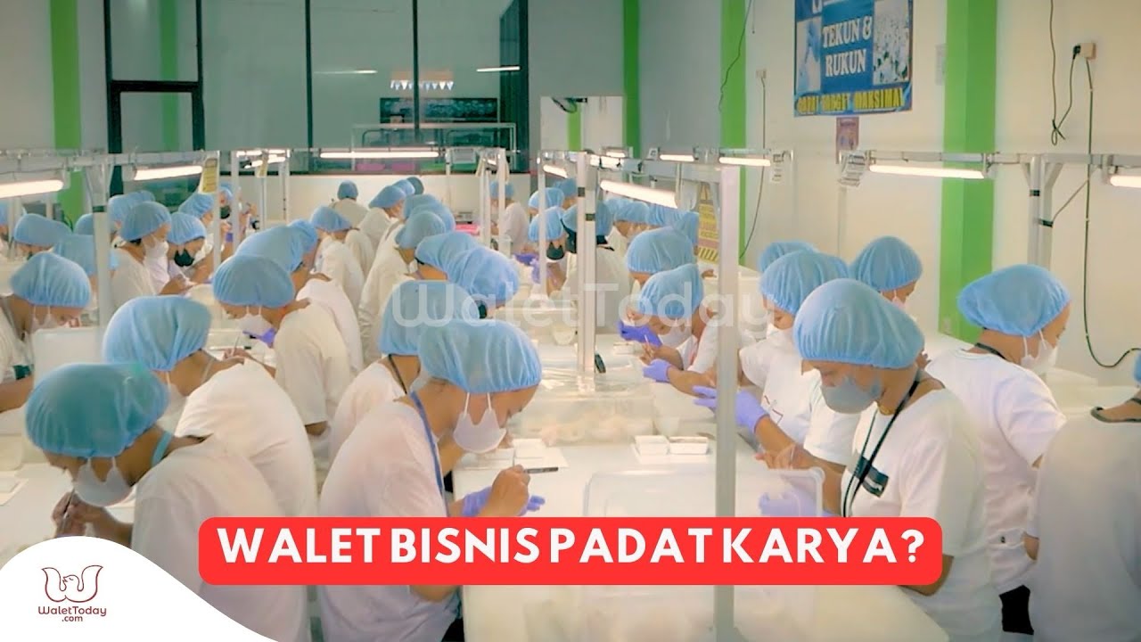 Kenapa Bisnis Walet Disebut Industri Padat Karya?