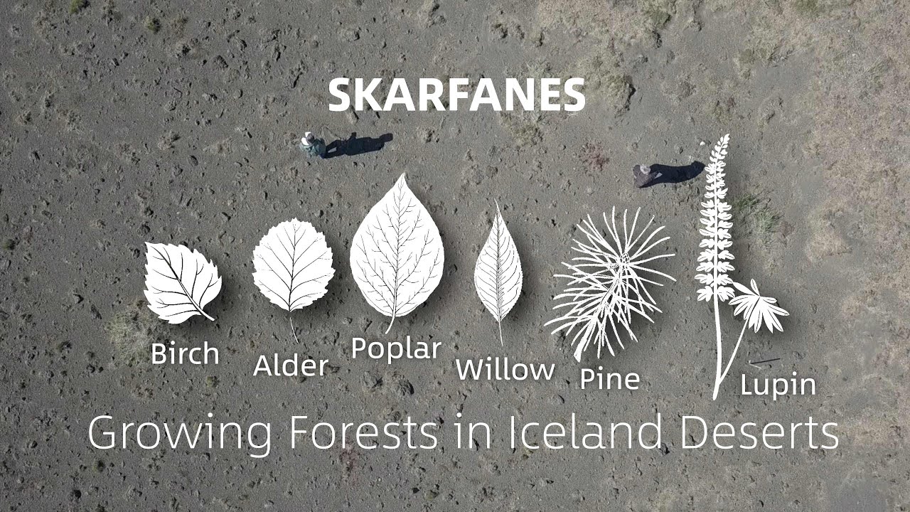 Skarfanes - Growing forests in Iceland deserts