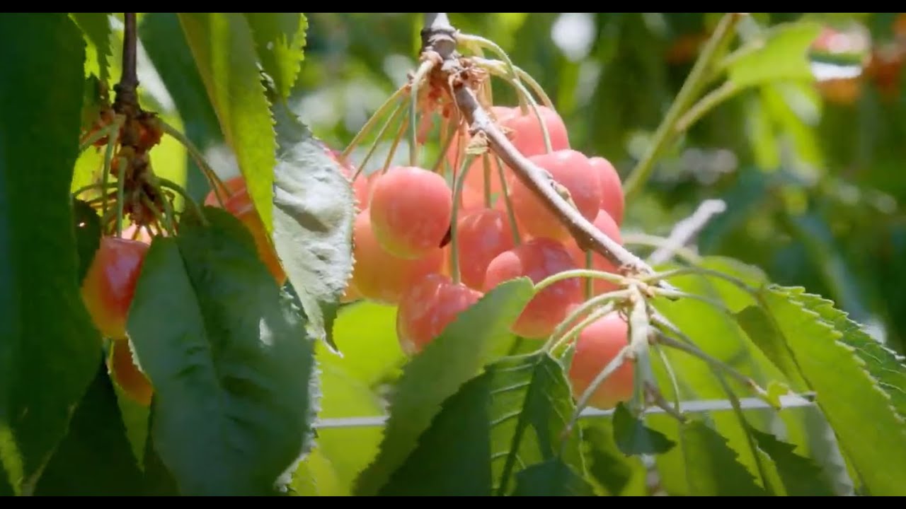 Cherries from Washington I Washington Grown I S11E14