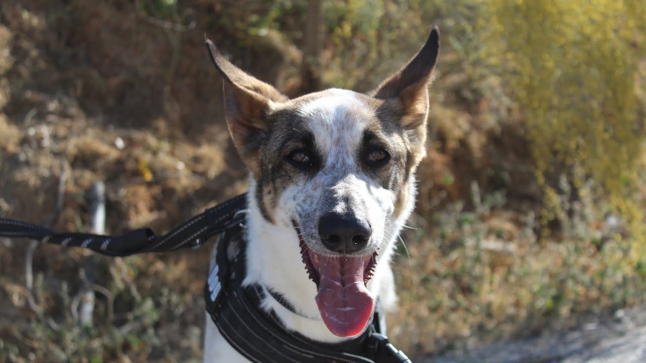Wendy | Protectora de Animales y Plantas de Málaga