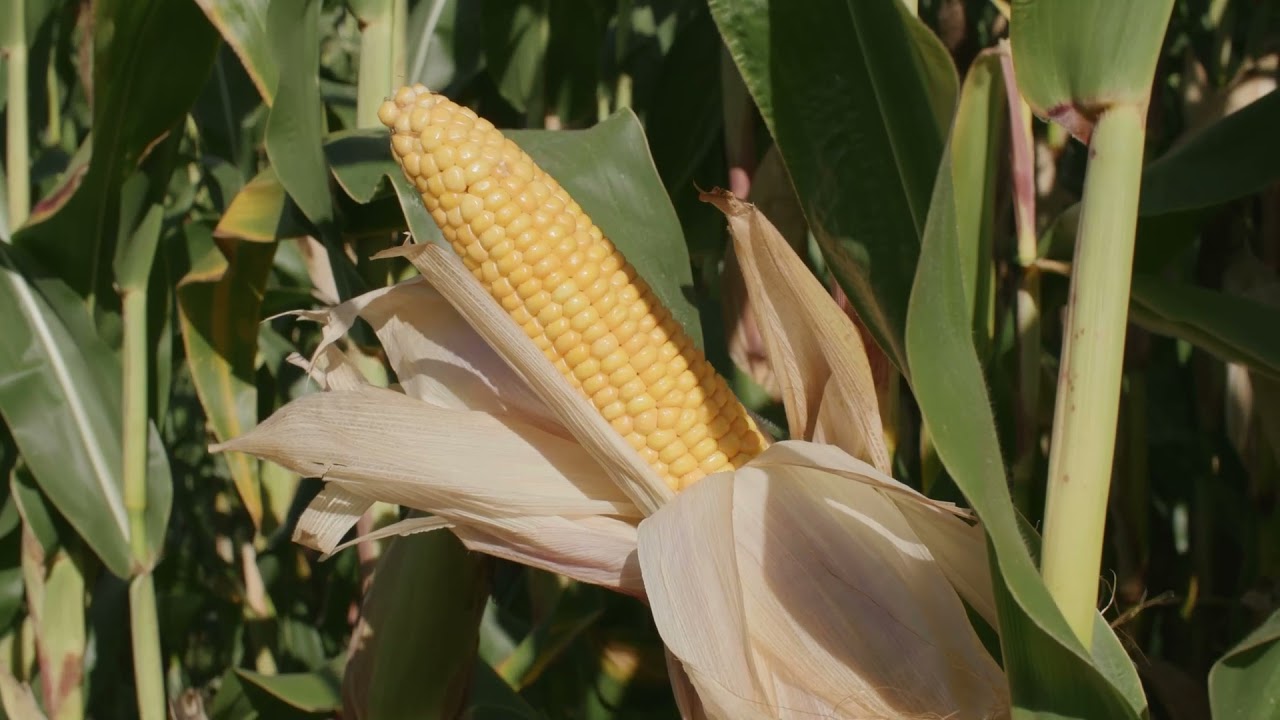 Introducing: Dekalb Maize