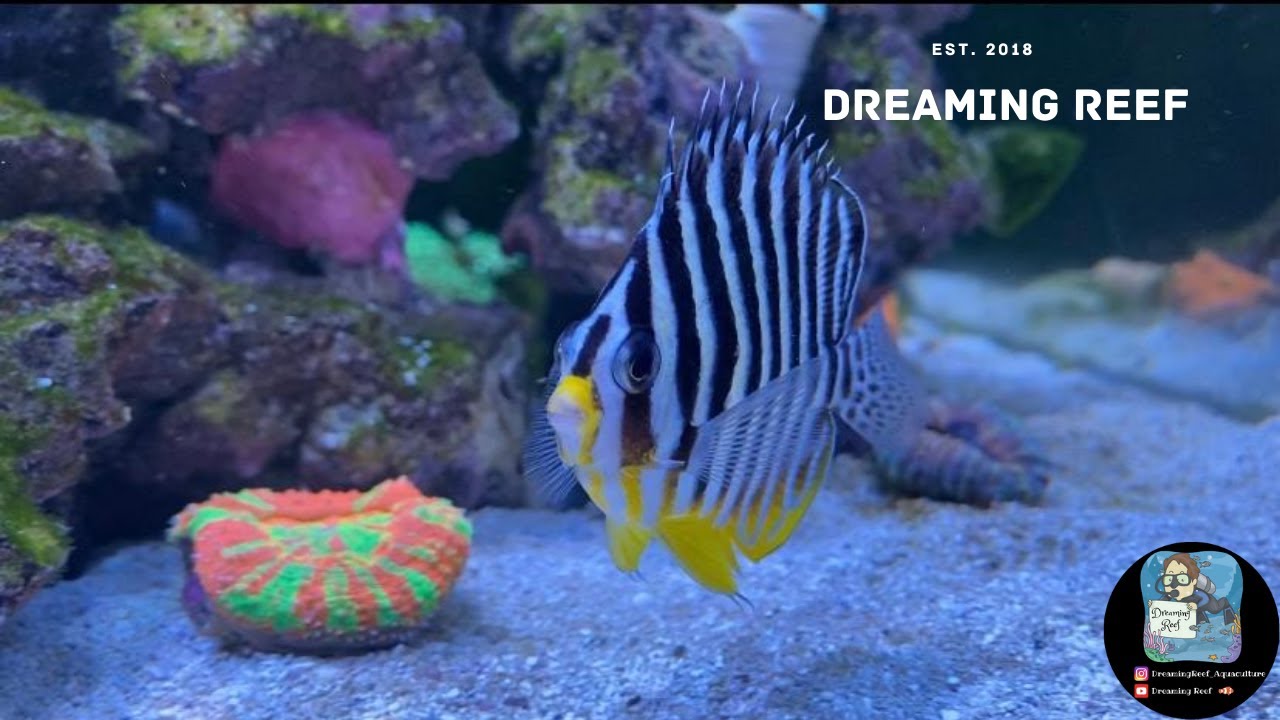 Fish updates on our Covid Tank build !!