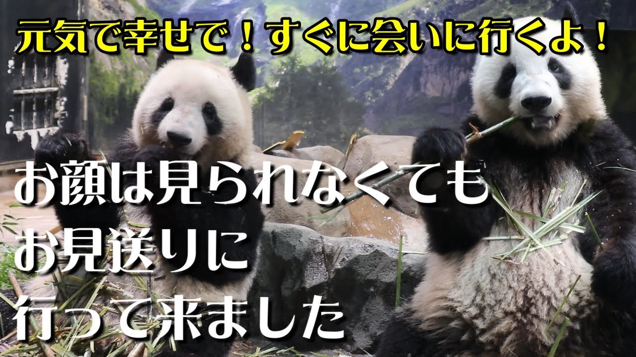 「夜明けの光が差し、明るくなる」シャオシャオ🐼 「つぼみから美しい花が咲き、未来へつながっていく」レイレイ🐼 中国でも元気でね👋~上野動物園通信~