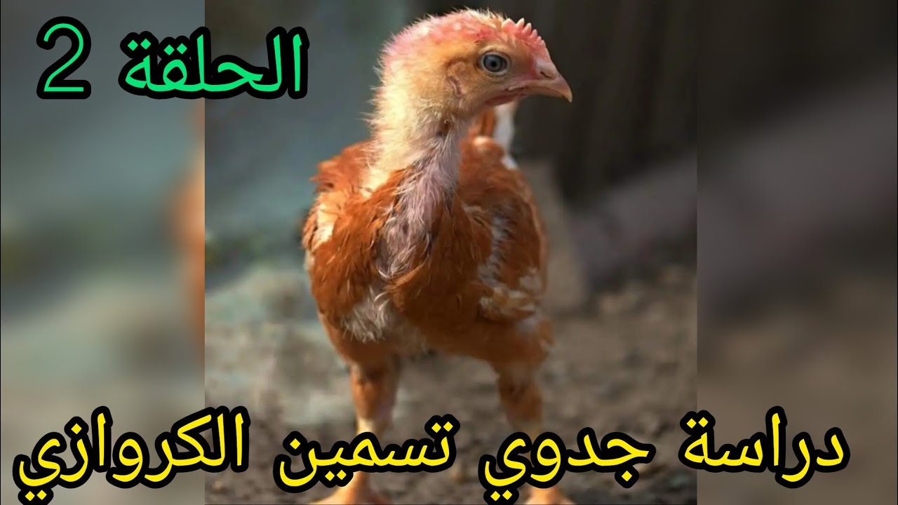 كيفاش تعامل مع الكتاكيت🐤🐥 الكروازي عند وصولهم للعنبر