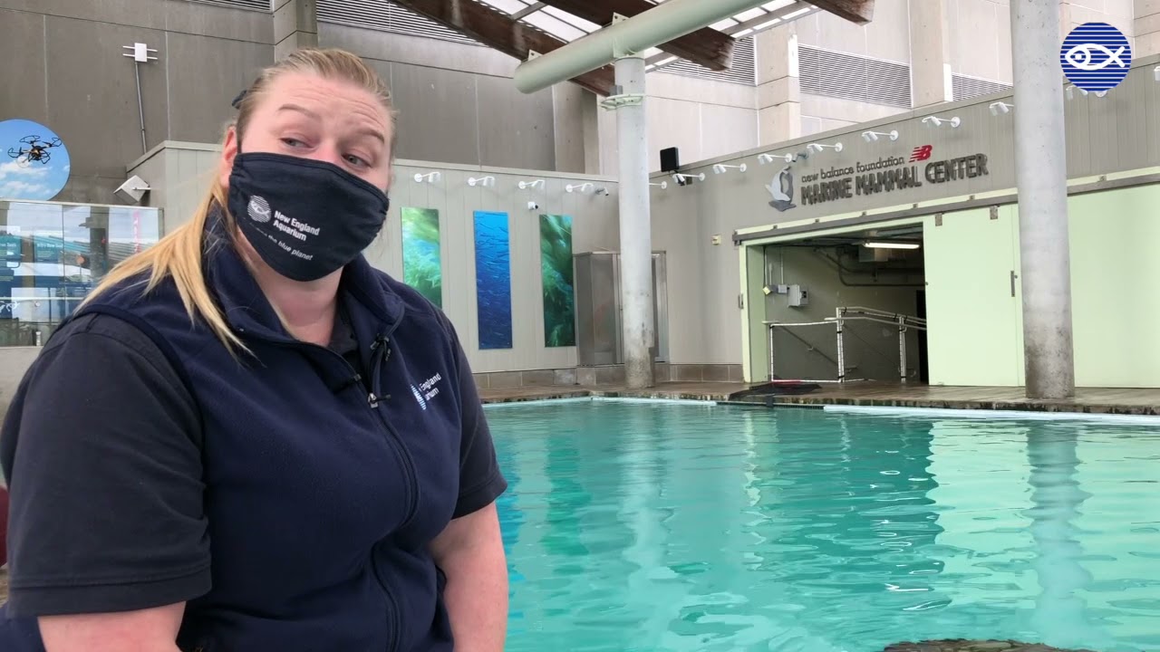 Kitovi The Northern Fur Seal + Her Exhibit!